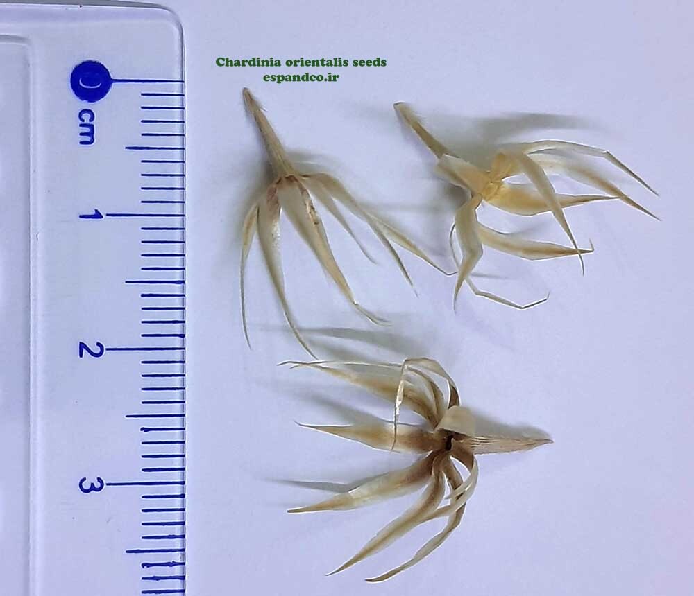  Chardinia orientalis seeds 